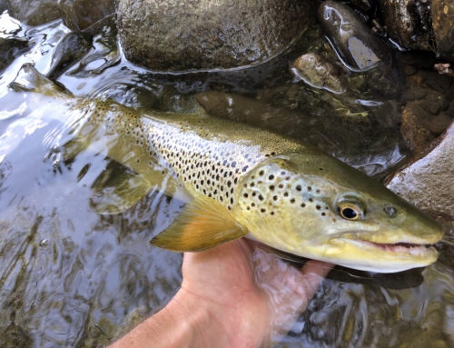 Truite de la Garonne